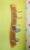 BioKinder – Das gesunde Kinderzimmer CD-Regal, Hängeregal 80 x 13 cm